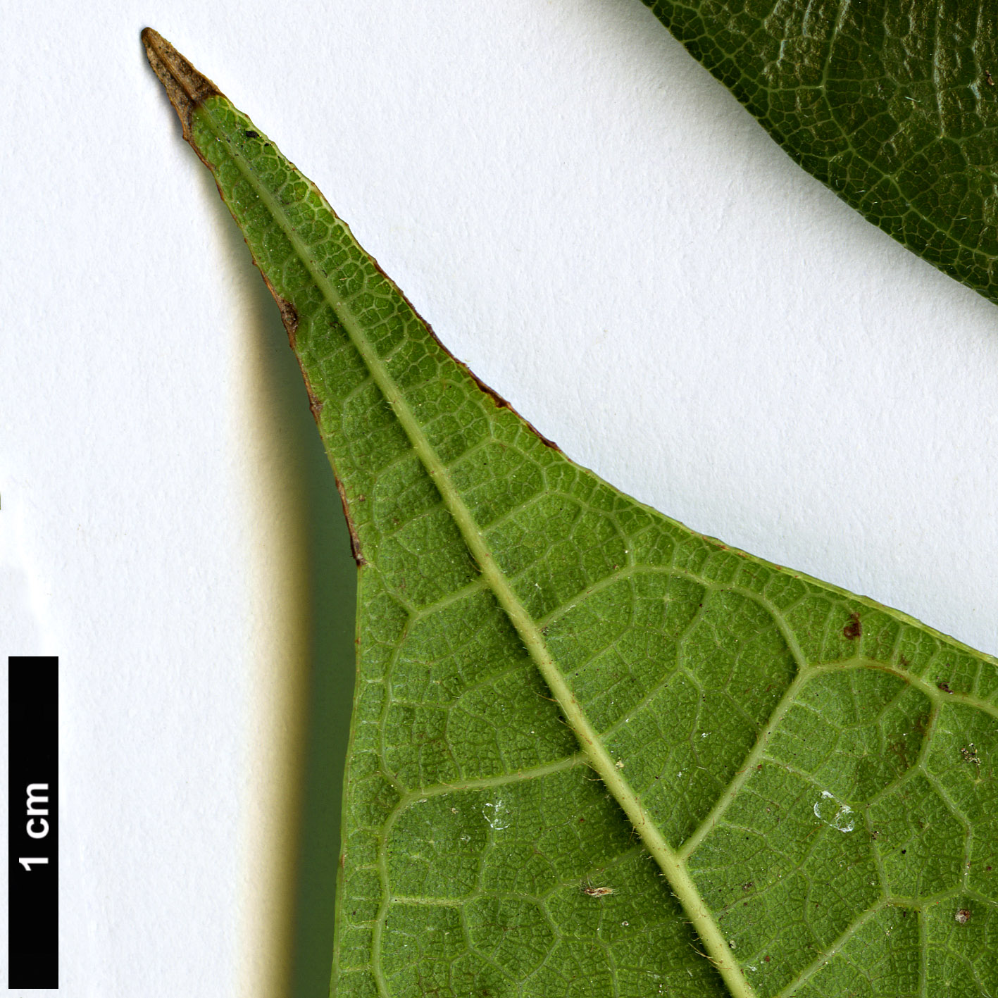 High resolution image: Family: Moraceae - Genus: Ficus - Taxon: sarmentosa - SpeciesSub: var. henryi